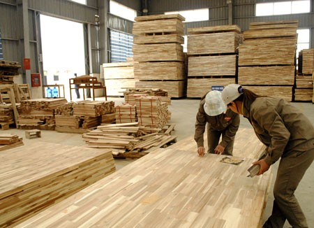 Chế biến ván gỗ cao su. Ảnh minh họa: Báo Gia Lai
