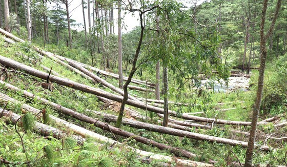 Forests assigned to a company in Lam Dong got cut down