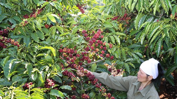 Cà phê pha phin được sản xuất hoàn toàn từ cà phê Robusta chất lượng cao đạt tiêu chuẩn cà phê quốc tế 4C