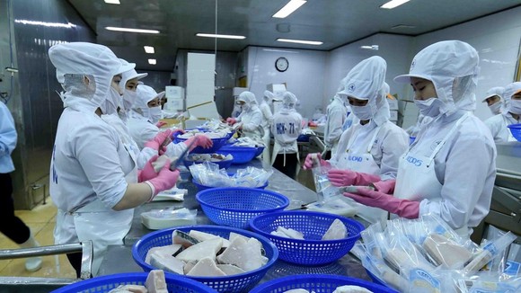 Dây chuyền chế biến cá ngừ đại dương đông lạnh xuất khẩu của Công ty Cổ phần Thủy sản Bình Định đảm bảo các tiêu chuẩn bắt buộc của EU. (Ảnh: Vũ Sinh/TTXVN)