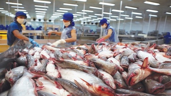 Sau dịch Covid-19, doanh nghiệp xuất khẩu cá tra kỳ vọng nhiều vào EVFTA. (Ảnh minh họa: KT)