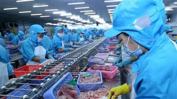 Dây chuyền chế biến cá tra xuất khẩu. (Ảnh: Vũ Sinh/TTXVN)