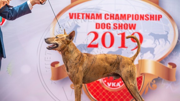 Hình ảnh chó xoáy Phú Quốc tại cuộc thi năm 2019.