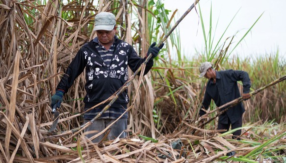 The ASEAN Trade in Goods Agreement creates huge pressure on the domestic sugar industry. (Photo: SGGP)