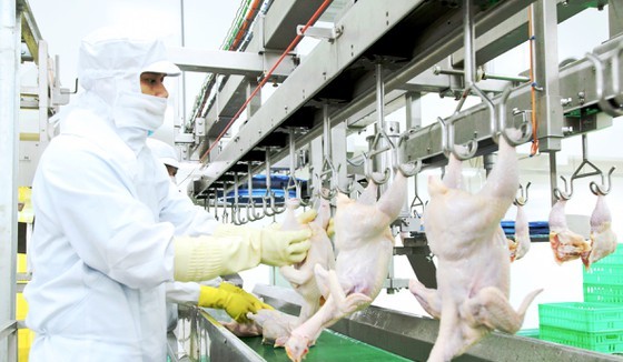 Chicken slaughtering production line of a company. (Photo: SGGP)