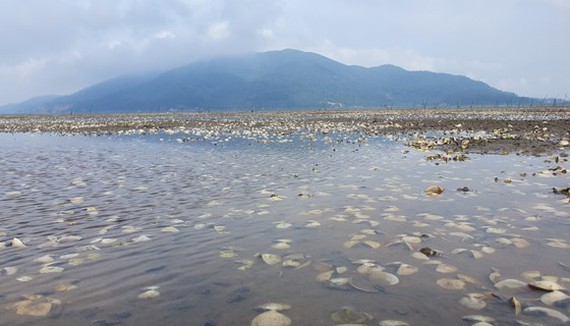 Thousands of tons of clams raised by farmers in Ha Tinh Province were killed, causing huge losses for farmers. (Photo: SGGP)