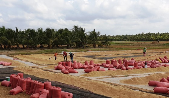 The rice production of the summer-autumn rice crop is expected to exceed 9.1 million tons of paddy. (Photo: SGGP)