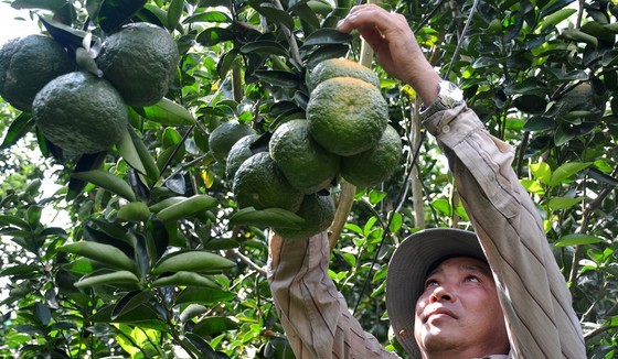 The area of fruit trees in the Mekong Delta increases ceaselessly. (Photo: SGGP)