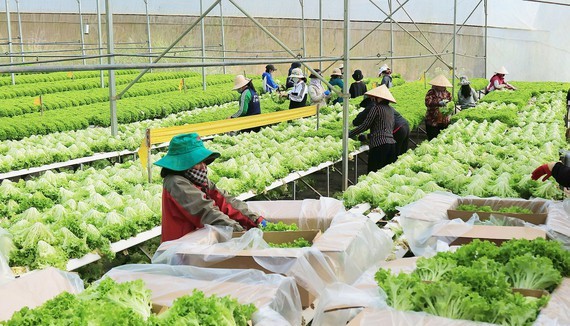 High-tech agricultural production helps farmers get rich in Lam Dong Province. (Photo: SGGP)