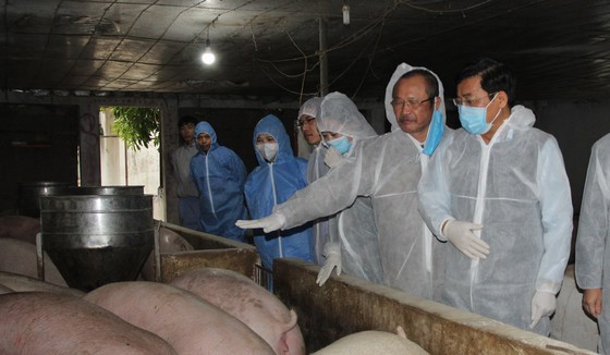 Minister of Agriculture and Rural Development Nguyen Xuan Cuong leads a delegation to visit a pig farm in Phu Tho Province.