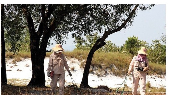 Members of the female landmines clearance team are working in Kim Long village in Hai Lang District’s Hai Que Commune, Quang Tri Province. (Photo: SGGP)