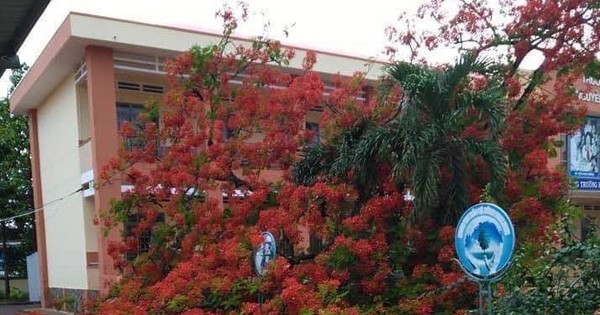Cây phượng bật gốc trong sân trường tiểu học ở Đồng Nai