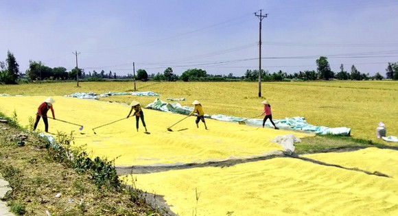 Mekong Delta provinces increase production after saltwater intrusion, drought - sggpnews
