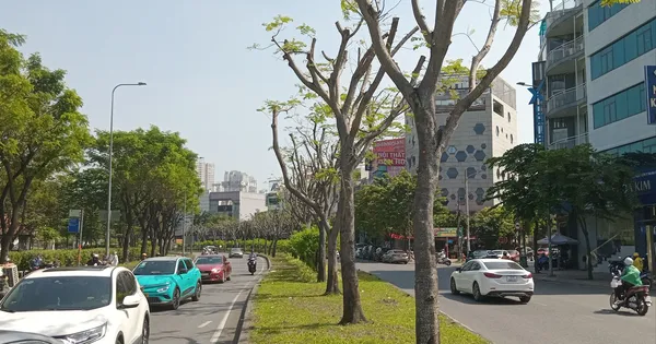 Cắt tỉa quá tay, mảng xanh trơ trụi