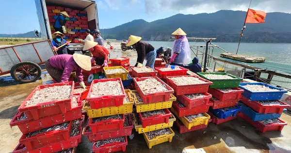 Ngư dân Bắc miền Trung trúng đậm cá cơm biển dịp giáp tết 