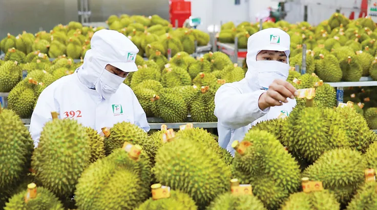 Ngành hàng rau quả dự báo thu về hơn 2 tỷ USD trong 4 tháng cuối năm