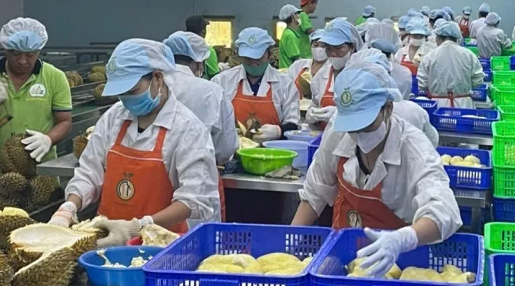 Xuất khẩu sầu riêng đông lạnh tăng mạnh