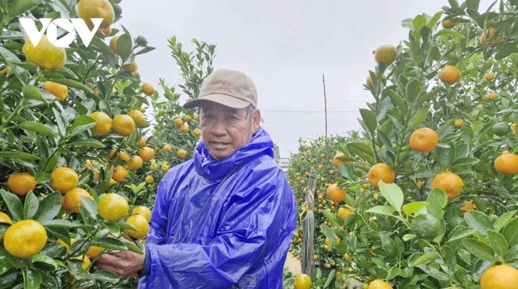 Ông Nguyễn Văn Dũng cho biết, năm nay thời tiết thuận lợi nên cây quất phát triển tốt