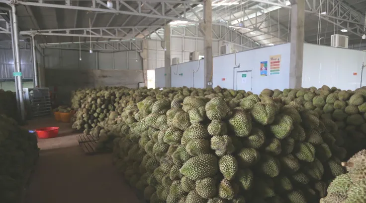 Đắk Lắk: Hàng ngàn tấn sầu riêng nguy cơ hư hỏng