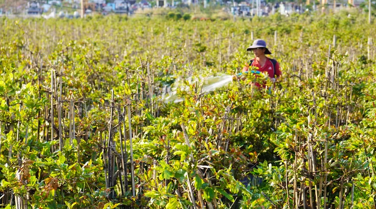 Thủ phủ mai tết miền Trung vào cảnh trắng tay