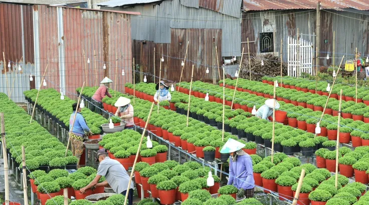 Hơn 1.000 giống hoa tại Festival Hoa - Kiểng Sa Đéc 2025 