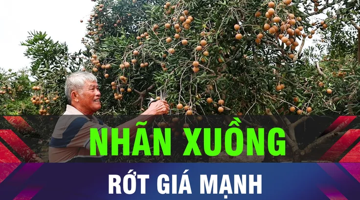 18 GIỜ HÔM NAY: Nhãn xuồng vào mùa thu hoạch, giá giảm mạnh