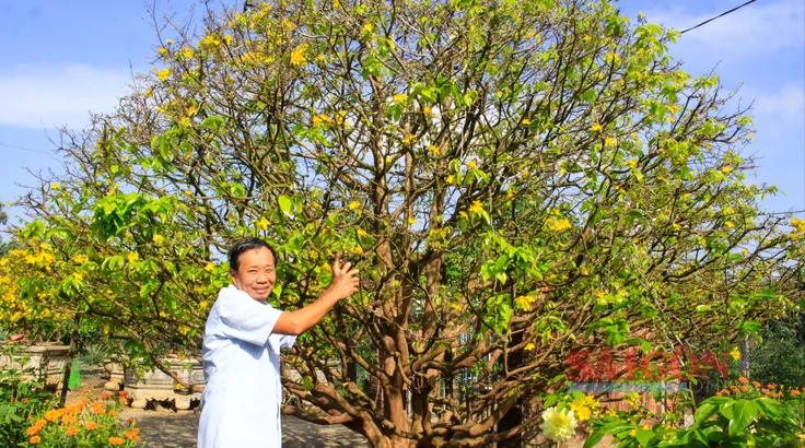 Những 'cụ' mai tiền tỷ khoe sắc 