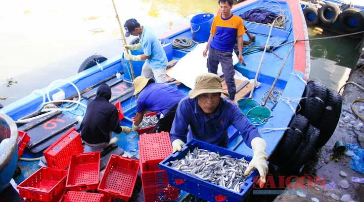 Ngư dân Quảng Ngãi bội thu cá cơm đầu năm