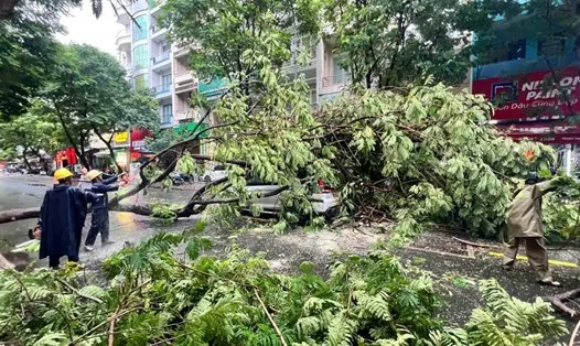 Cây ngã đổ tại TPHCM sau những đợt mưa vừa qua