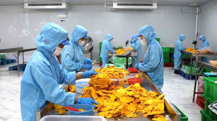 Công nhân sản xuất xoài sấy dẻo tại Công ty TNHH TM chế biến nông sản thực phẩm Tuấn Đạt (TPHCM)