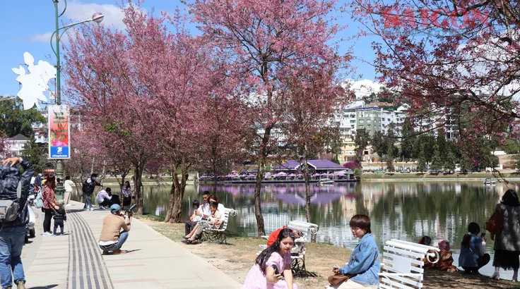 Đà Lạt: Lễ hội hoa Mai anh đào sẽ kéo dài 1 tháng