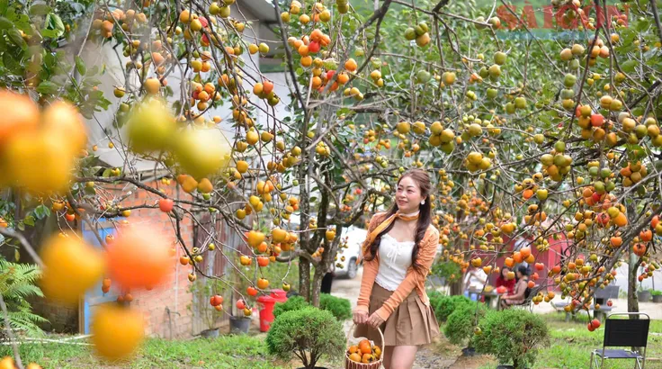Đà Lạt ngập sắc cam mùa hồng chín