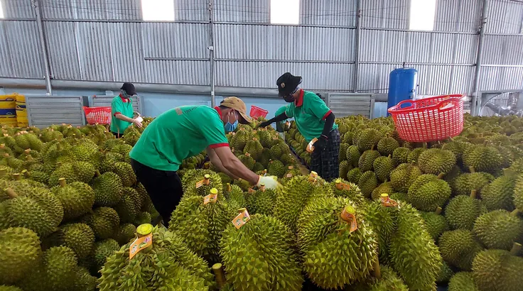 Thu gom sầu riêng chuẩn bị sơ chế, đóng gói xuất khẩu. Ảnh: BỘ NN-MT