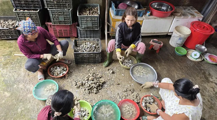 Nghề tách ruột hàu bên dòng Nhật Lệ