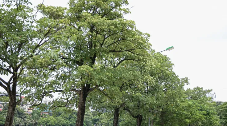 Cây hoa sữa trên một tuyến đường Hà Nội. Ảnh: ANH VŨ