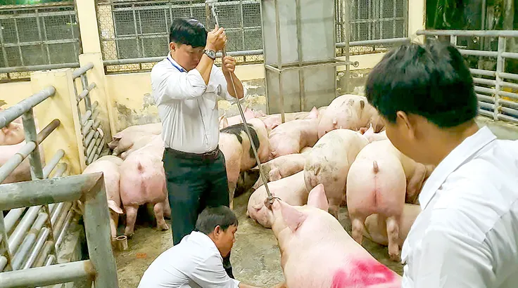 Truy trách nhiệm từng 'mắt xích' vụ heo ăn chất cấm Salbutamol
