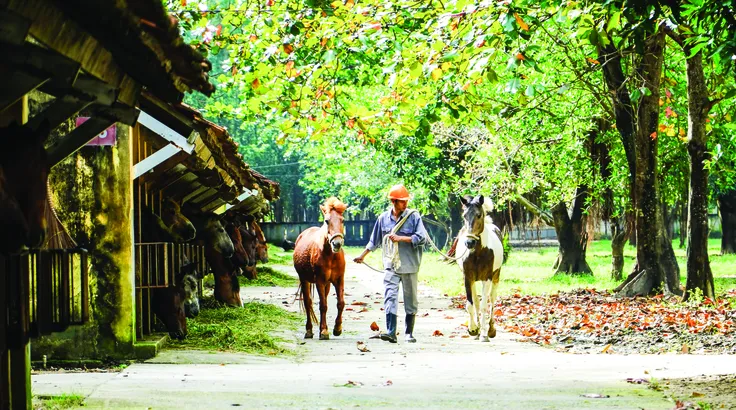 Giá trị của huyết thanh ngựa Suối Dầu