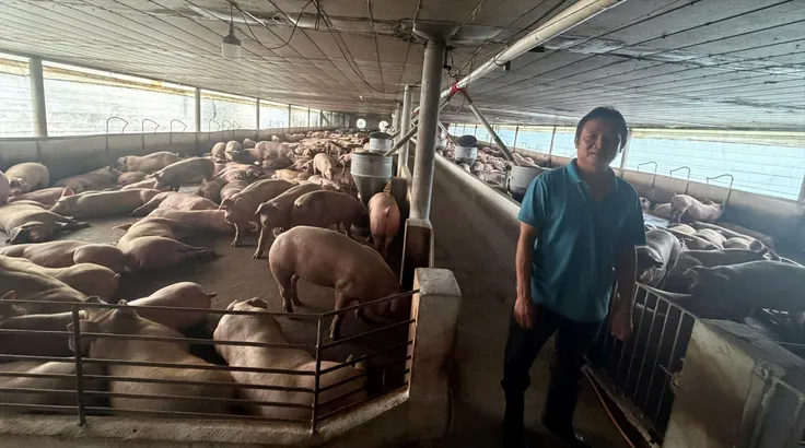 Hơn 10.000 tấn heo được 'vỗ béo' bằng chất cấm đã ra thị trường