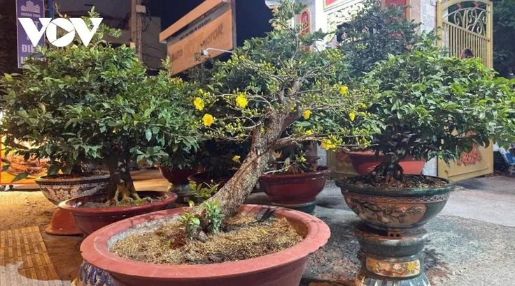 Mai, quất. bưởi bắt đầu xuống phố TPHCM