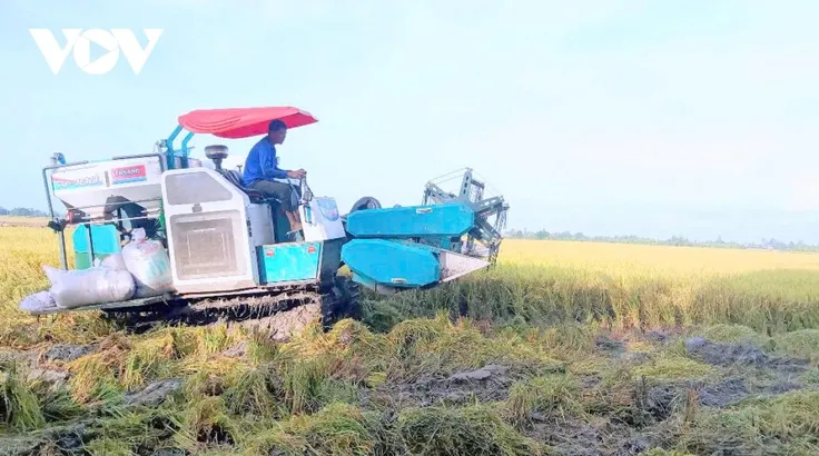 Vụ lúa hè thu sắp tới ĐBSCL sẽ cần nhiều lượng phân bón