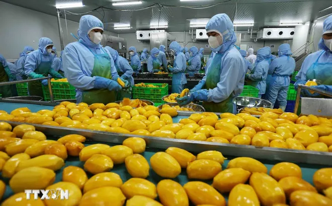 Chế biến sản phẩm xoài xuất khẩu sang thị trường Mỹ, châu Âu, Hàn Quốc, Nhật Bản ở nhà máy của Công ty CP Rau quả An Giang, tỉnh Lâm Đồng. (Ảnh: Vũ Sinh/TTXVN)