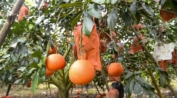 Đặc sản 'tiến vua' bưởi đỏ Luận Văn vào vụ tết