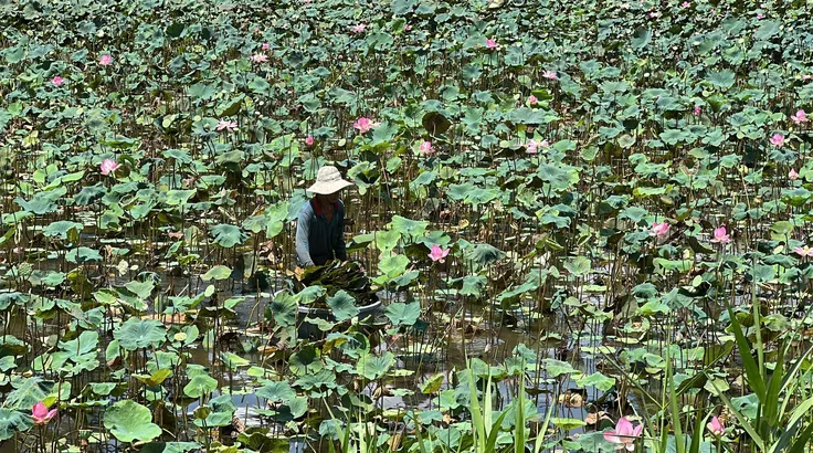 Nông dân Đồng Tháp làm giàu bền vững từ cây sen