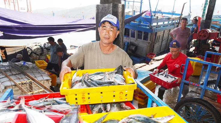 Tàu cá nghề bẫy chà ở phường Hoài Nhơn (tỉnh Gia Lai) đánh bắt đạt sản lượng rất cao đầu năm 2026 (ẢNH: NGỌC OAI)