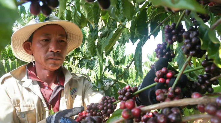 Nâng tầm giá trị hạt cà phê Việt bằng cách nào? 