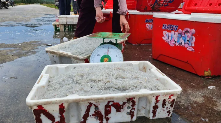 Nhộn nhịp mùa cá cơm bún 