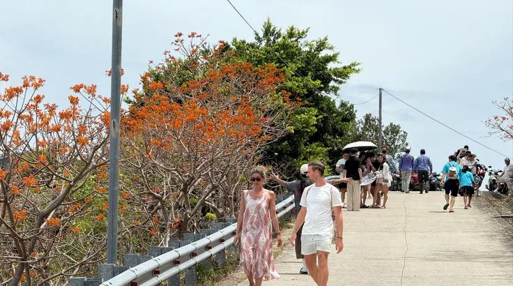 Hoa ngô đồng đỏ trên đảo Cù Lao Chàm vào mùa nở rộ