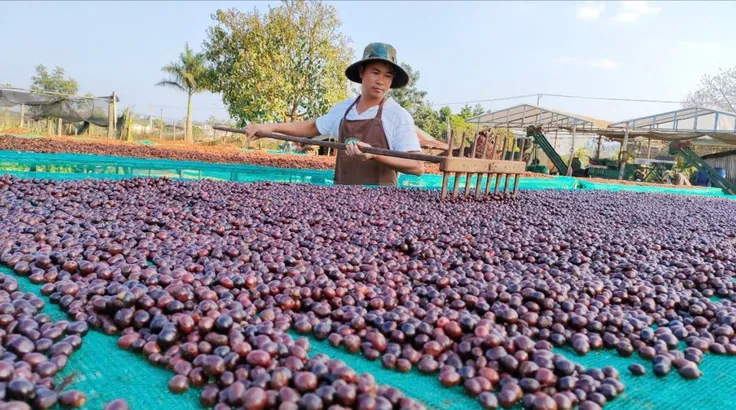 Nông dân tỉnh Lâm Đồng thu hoạch cà phê. Ảnh: CTV