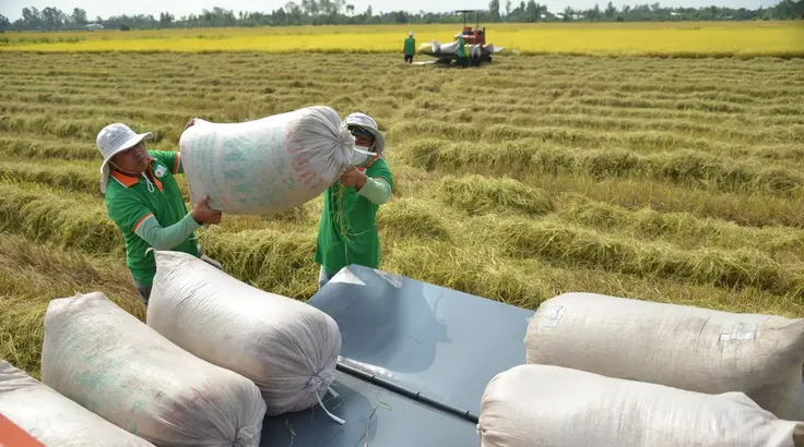 Giảm chi phí, thông suốt chuỗi liên kết cho thị trường lúa gạo