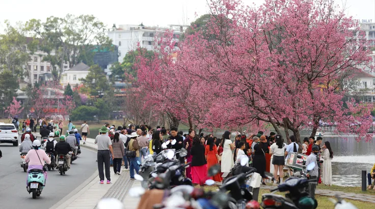 Du khách chen chân ngắm Mai anh đào Đà Lạt